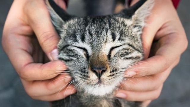 Tránh tiếp xúc với mèo